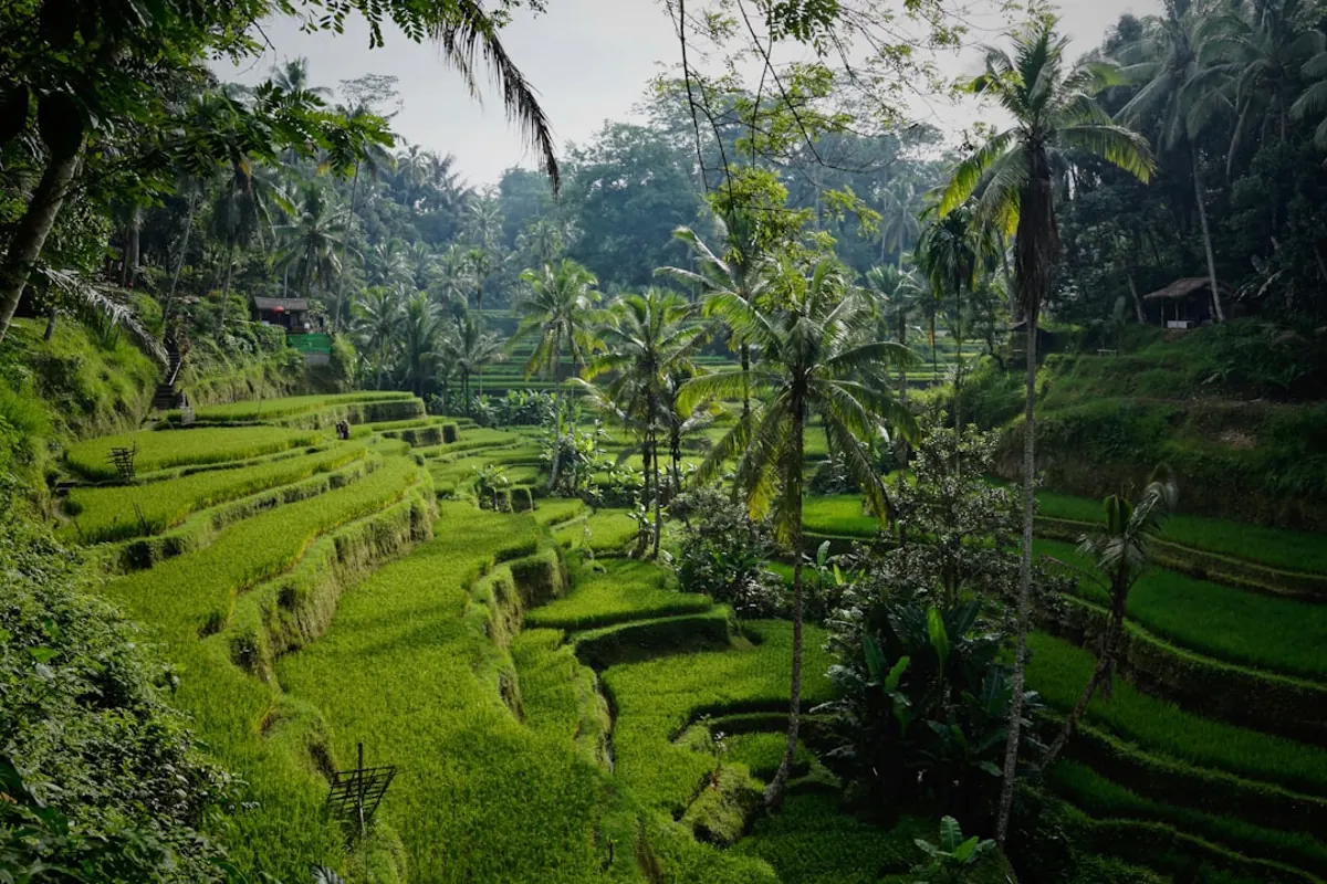 Comparing Bali and Raja Ampat for your next dive holiday