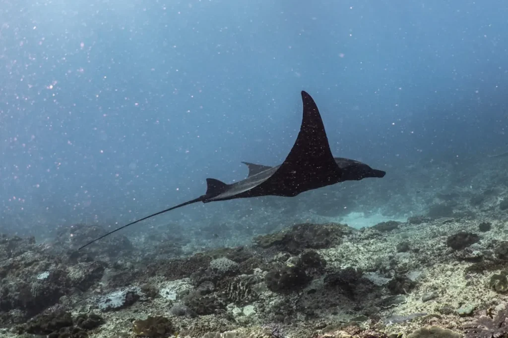 Manta ray season in Nusa Penida and how to plan your trip